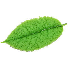 Obraz premium Duckweed Leaf small round green leaf with a smooth texture floating on water Lemna minor