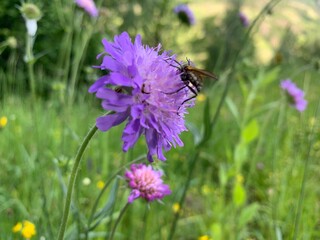 bee on a flower