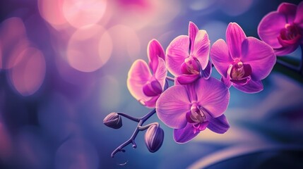 Obraz na płótnie Canvas Captivating purple orchids layered over a mystical blue background with a dreamy bokeh effect enhances the visual appeal