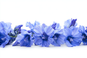 blue hyacinth isolated on white