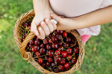 Close-up of preschol child with basket full of ripe cherries berries. Ripe fresh organic cherry...