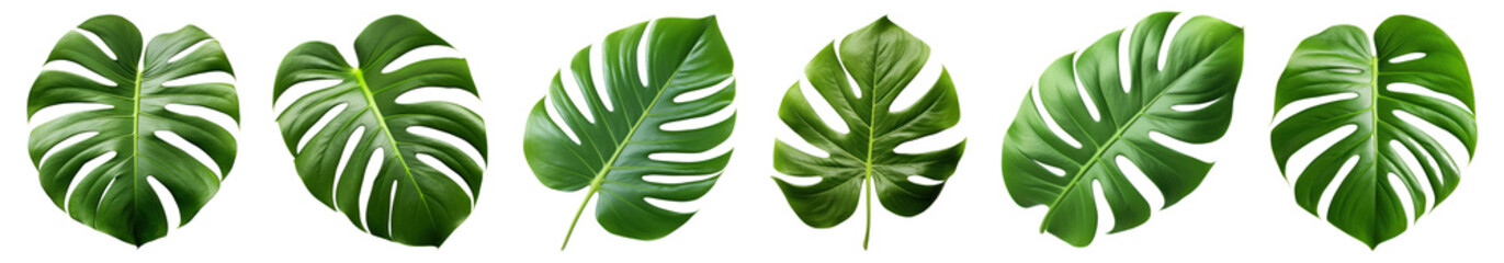 tropical green monstera leafe set © Rawpixel.com