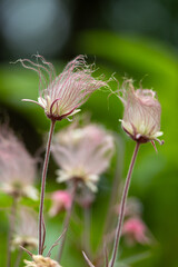 Abstract defocused texture view of prairie smoke (geum triflorum) perennial flowers in bloom, with wispy purple smoke-like hairs