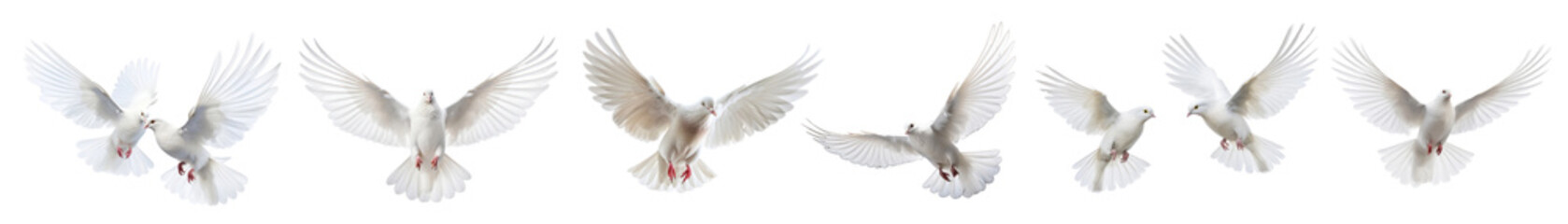 Obraz premium photo of dove bird set