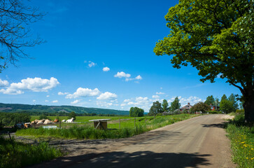 Country road next to a cow green pasture leading to a red Scandinavian style farm houses, Big tree on the roadside, Sunny summer day, Värmland, Sweden