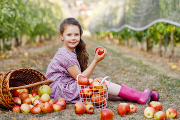 Portrait of little schoool girl in colorful clothes and rubber gum boots with red apples in organic...