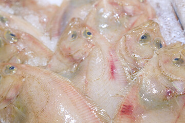 Several Lepidorhombus boscii for sale in a fish market