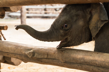 Adorable Asian baby elephant playing in elephant sanctuary