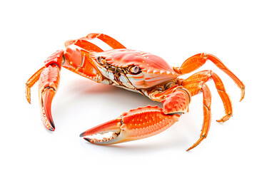 Snow Crab isolated on white background