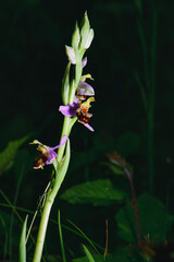 The illuminated Ophrys apifera plant