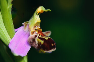 Detail of Ophrys apifera