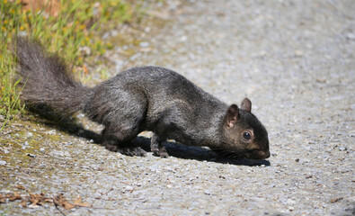 Eastern gray squirrel at Maplewood Mudflats Wild Bird Trust in North Vancouver, British Columbia, Canada