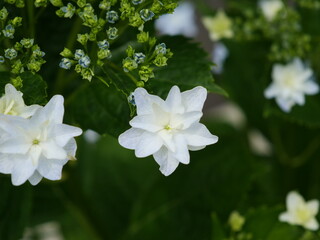 飛鳥の小径に植えられているガクアジサイ