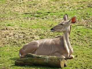 Antilope