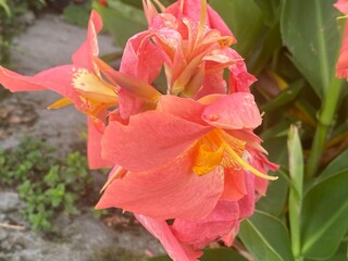 flowers,plants,nature,red,green,yellow,animal,horse