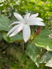 Fototapeta premium flowers,plants,nature,red,green,yellow,animal,horse