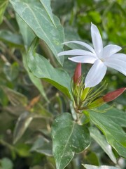 flowers,plants,nature,red,green,yellow,animal,horse
