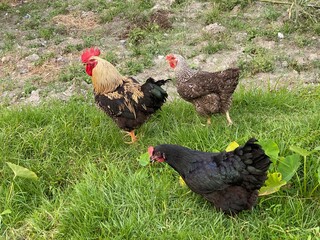 flowers,plants,nature,red,green,yellow,animal,horse