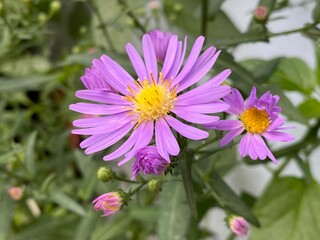 flowers,plants,nature,red,green,yellow,animal,horse