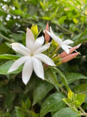 flowers,plants,nature,red,green,yellow,animal,horse