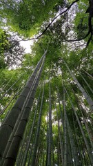 Bambou Kyoto nature