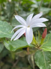 flowers,plants,nature,red,green,yellow,animal,horse