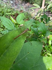 flowers,plants,nature,red,green,yellow,animal,horse
