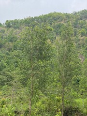 flowers,plants,nature,red,green,yellow,animal,horse