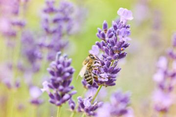 Bee picking pollen lavender flower. Defocused nature violet, green and sunny orange in background.	