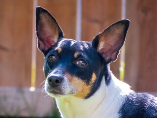 A close-up of a Toy Fox Terrier's face, looking directly at the camera.