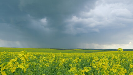 Wind Flutters Yellow Rapeseed Flowers. Blooming Yellow Rapeseed Farming Field. Rapeseed Oil. Yellow Flowers Of Rape On Canola Background Blue Sky.