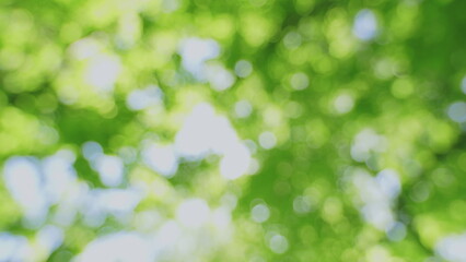 Branches Of Tree Is Beautiful Bright Green Leafs. Sun Light In Green Foliage Background. Concept Of...