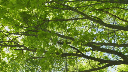 Trees During Summer Growth Of Green Foliage. Branches With Green Leaves Against A Blue Sky. Green Leaves Rustle In Wind.
