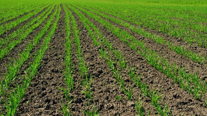 Springtime Day. Grow Food. Agricultural Field Of Wheat In Summer. Green Sprouts Of Wheat On Field Shakes Wind. Boundless Distance. Agricultural Field. Agriculture Farm.