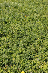 a field where grass and flowers grow for hay harvesting