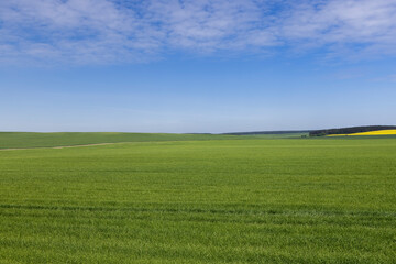 Naklejka premium huge field with a harvest of unripe wheat