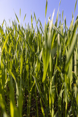 Obraz premium a green wheat field in the spring season
