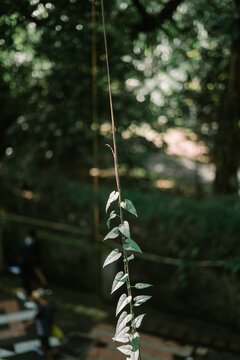 A vine is any plant with a growth habit of trailing or scandent stems, lianas, or runners