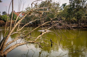 Los cormoránes