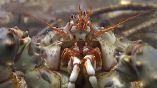 Red king crab (paralithodes camtschaticus) animal in aquarium