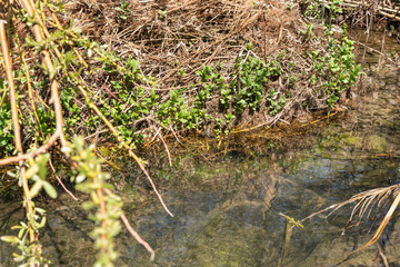The Zavitan  stream flows into the Yehudia National Natural Park in northern Israel