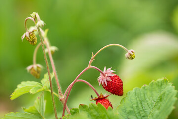 ripe wild strawberries on a farm, organic food