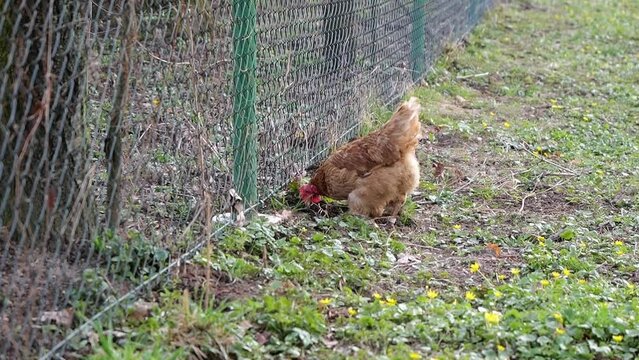 Hen raking in earth with slow-motion effect