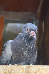 portrait of a sick pigeon