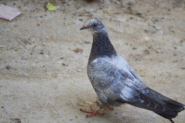 pigeon on the ground