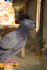 Street black gray pigeon portrait bird