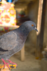 Street black gray pigeon portrait bird
