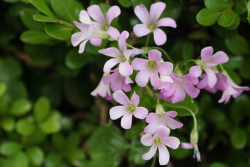 紫色のオキザリスの花　横撮影