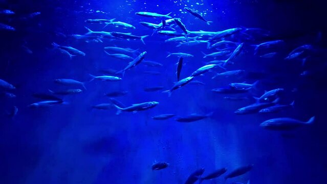 Milkfishes swimming in the underwater