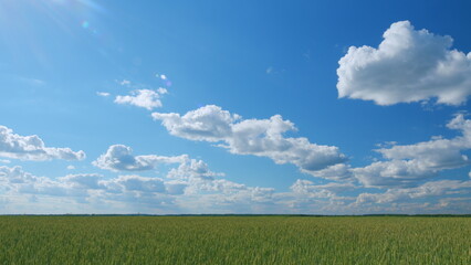 Large harvest of wheat in summer on the field landscape with blue sky and clouds. Wide shot.